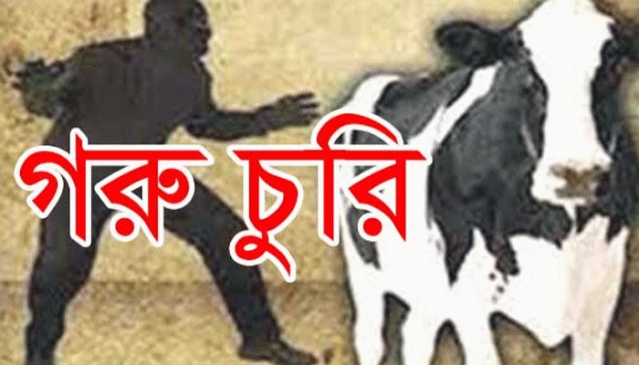 রাণীনগরে গোয়াল ঘরের তালা কেটে ৪টি গরু চুরি