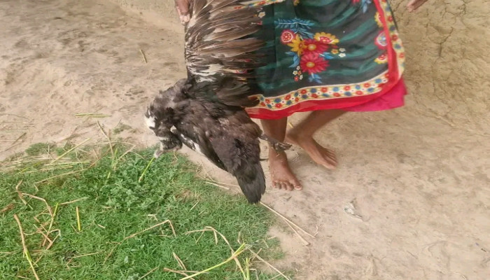 হাঁস নিয়ে ভৌঁ-দৌড়, পেছন পেছন ছুটলো সবাই...