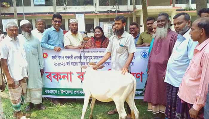 তানোরে নিবন্ধিত জেলেদের মাঝে বিনামূল্যে বকনা বাছুর বিতরণ