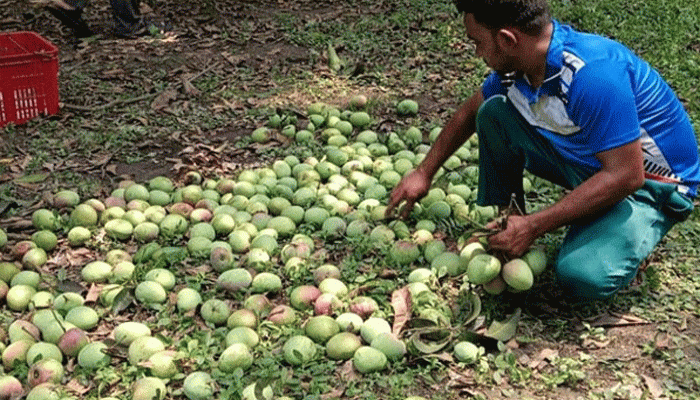 রাজশাহীতে গুটি জাতের আম পাড়া শুরু