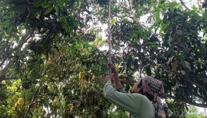 রাজশাহীর বাজারে আসছে মৌসুমের প্রথম গুটি আম