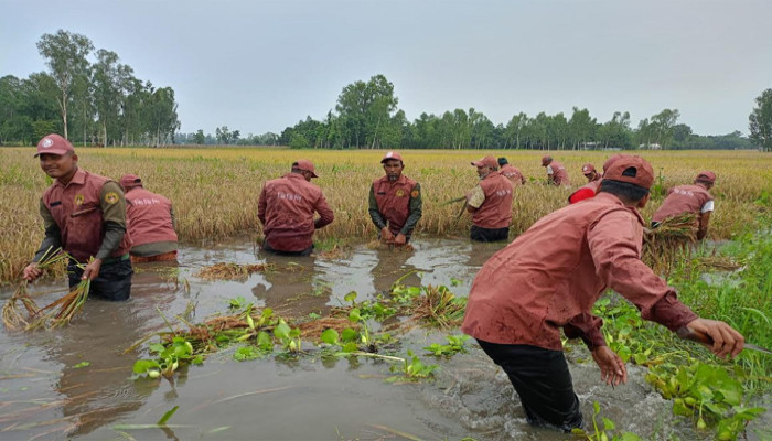 অতিবৃষ্টির কারণে কুড়িগ্রামে ধান কেটে দিলেন ভিডিপি সদস্যরা