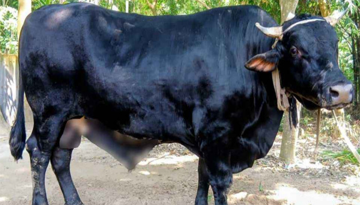২০ মণের ‘কালু’কে নিয়ে বিপাকে মমিন