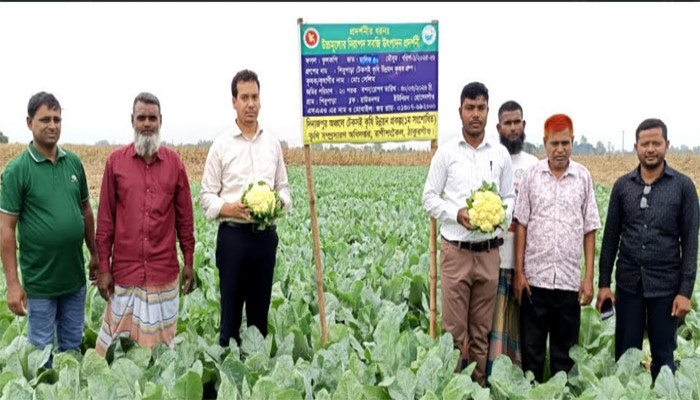 রৌদ্রজয়ী সাদা স্বপ্ন: রাণীশংকৈলে গ্রীষ্মকালীন নিরাপদ ফুলকপি চাষে কৃষকদের নতুন সম্ভাবনা