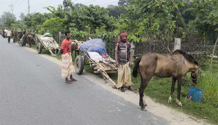 ঈশ্বরদীতে একসঙ্গে ২৫ ঘোড়ার গাড়ির বহর দেখে উৎসুক জনতা