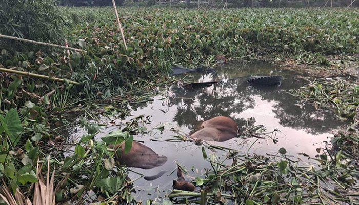 গোপালগঞ্জে গরুবাহী ট্রাক খালে পড়ে ৪ গরুর মৃত্যু, ক্ষতির মুখে দুই বেপারী