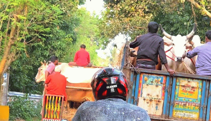 ঠাকুরগাঁও সীমান্তে গভীর রাতে ঢুকছে ভারতীয় গরু, হুমকিতে দেশীয় খামারি ও কোরবানির বাজার