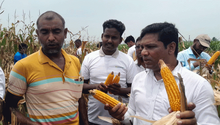 লালপুরে ‘হেলিস-৬৬৫৫’ জাতের ভুট্টার মাঠ দিবস অনুষ্ঠিত