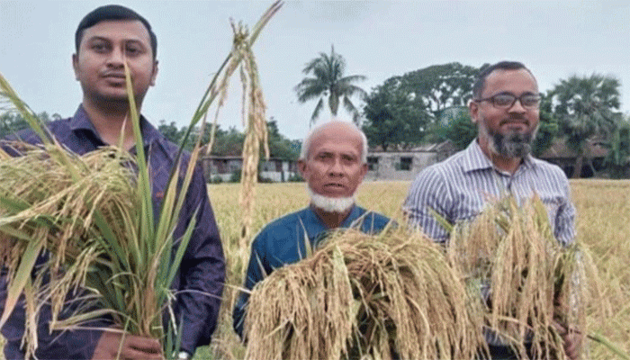 ধান চাষে বরেন্দ্র বদলে দেবে 'নূর ধান-১'