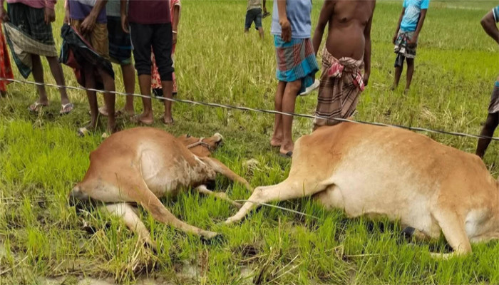 তানোরে বিদ্যুৎস্পস্ট হয়ে ৯ প্রাণের মৃত্যু,দায় নিবে কে ?