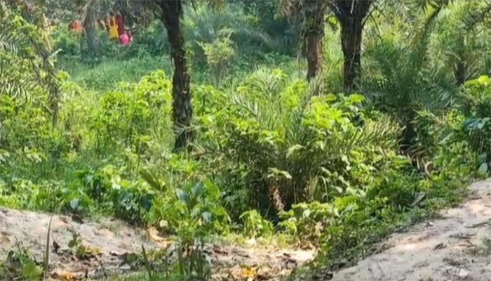গোমস্তাপুর উপজেলার বাঙ্গাবাড়ি সীমান্তে ২৮ জনকে পুশ ইনের চেষ্টা