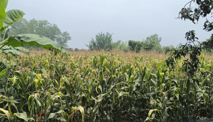 রাণীশংকৈলে ইটভাটার বিষাক্ত গ্যাসে কৃষকের ক্ষতি -পরিবেশ অধিদপ্তরে অভিযোগ