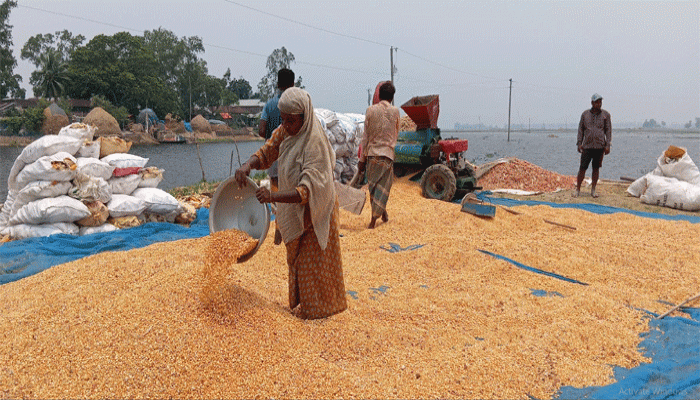 সিংড়ায় আকষ্মিক বন্যায় লোকশানে ভুট্টা চাষি