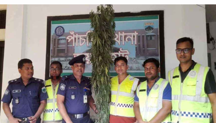জয়পুরহাটে গাঁজা গাছ উদ্ধার