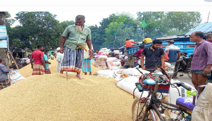মান্দায় ধানের হাটে ‘৪১ কেজিতে মণ’, জিম্মি কৃষকরা