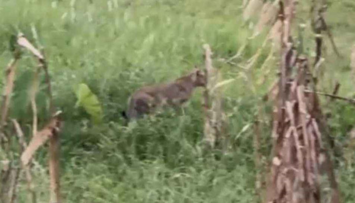 নাটোরে সড়কের পাশে দেখা মিলল বাঘ আকৃতির প্রাণী, এলাকাজুড়ে আতঙ্ক