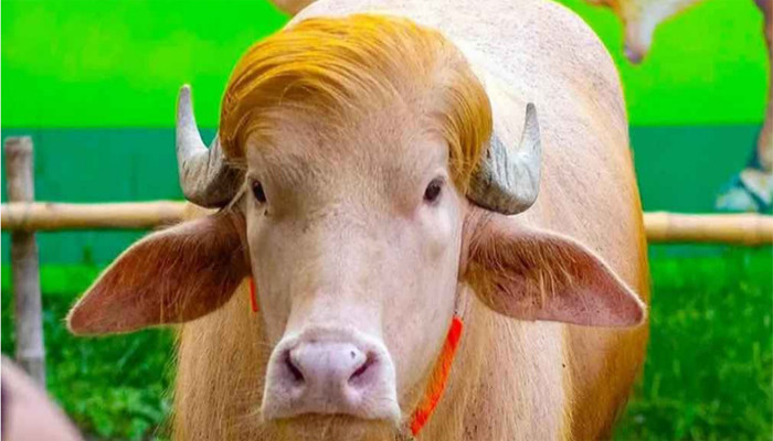 ‘ডোনাল্ড ট্রাম্প’ এখন সাভারে, ঘটনা কী