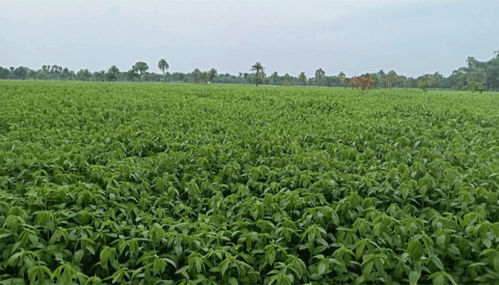 লালপুরে পাটের আবাদ বেড়েছে, ভালো ফলনের আশা