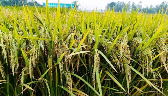 ধানের নতুন তিন জাত উদ্ভাবন