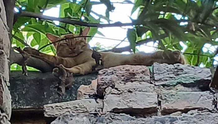 রাজশাহীতে বাঘের মতো বিরল প্রজাতির ডোরাকাটা বিড়াল ঘিরে কৌতূহল