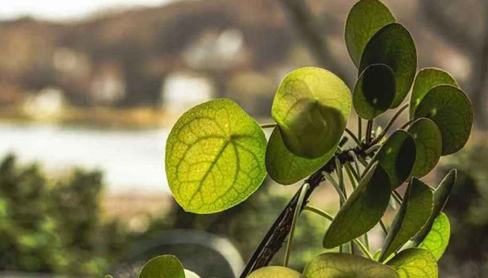 গাছের পাতায় মিলল আধুনিক শহর তৈরির গোপন নকশা