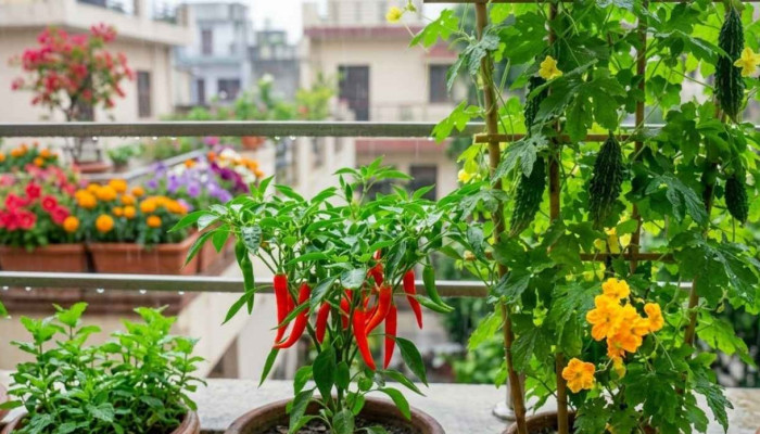 বর্ষার সময়ে ভাল ফলন হয় হরেক সব্জির, বাগানে বা জানালায় সহজে ফলাতে পারেন