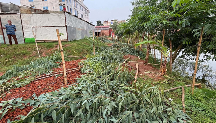 মান্দায় প্রতিপক্ষের বিরুদ্ধে অর্ধশতাধিক গাছ কাটার অভিযোগ