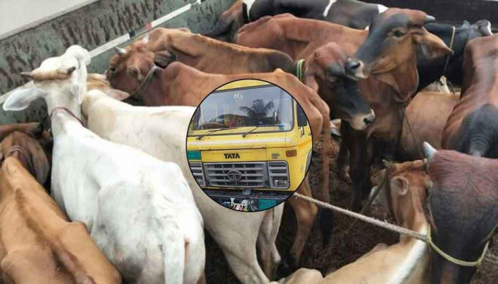 ৯৯৯ নম্বরে ফোনকল, ডাকাতির ৩১ গরুসহ ট্রাক উদ্ধার
