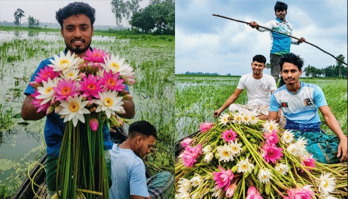 চলনবিলে শ্রাবণেই শাপলা ফুলের সমারোহ