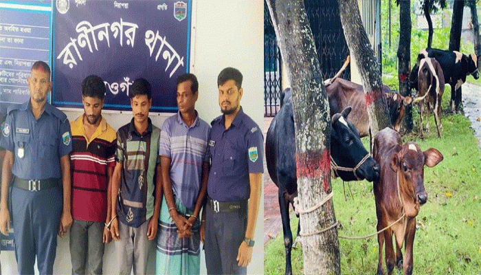 রাণীনগর থানাপুলিশের অভিযানে ৩জন গ্রেফতার, চুরির ৫গরু উদ্ধার