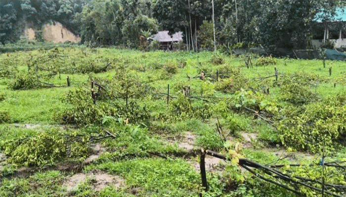১২০০ ফলজ গাছ কেটে কৃষকে নিঃস্ব করে দিল বন বিভাগ