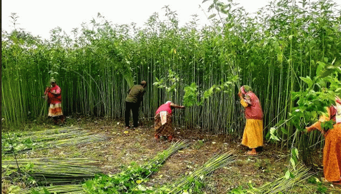 মানসিক ভারসাম্যহীন কৃষকের পাশে মানবতার হাত: স্বেচ্ছাশ্রমে পাট কেটে, ধানের চারা রোপণ করলেন আনসার-ভিডিপি সদস্যরা