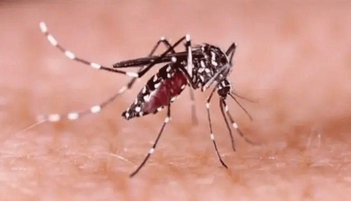 ২৪ ঘণ্টায় ডেঙ্গুতে আরও ৩ জনের মৃত্যু