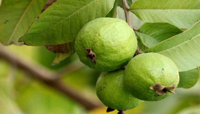 পাবনায় পেয়ারা দেওয়ার কথা বলে প্রতিবন্ধী গৃহবধূকে নিয়ে ধর্ষণ