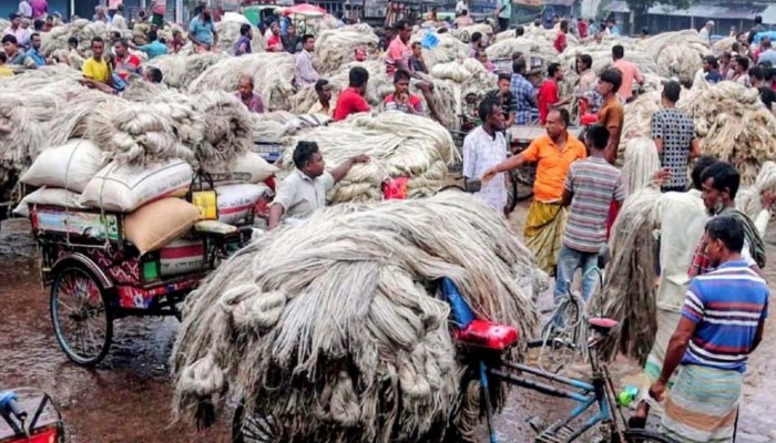 রাজশাহীতে হঠাৎ পাটের দরপতন  চাষিরা হতাশ