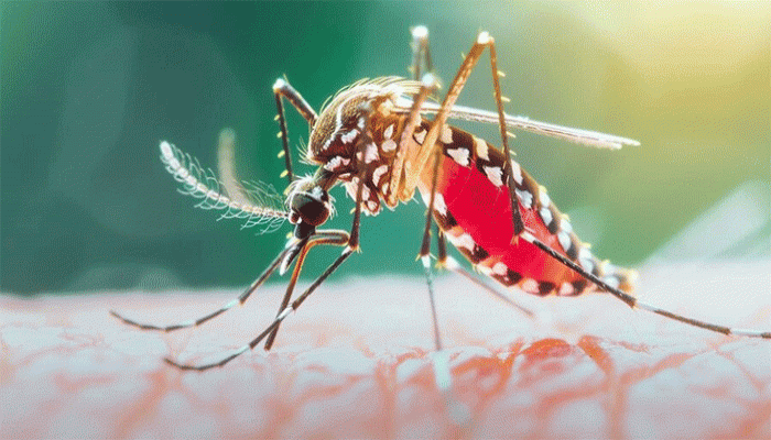 গত ২৪ ঘণ্টায় ডেঙ্গুতে ২ জনের মৃত্যু