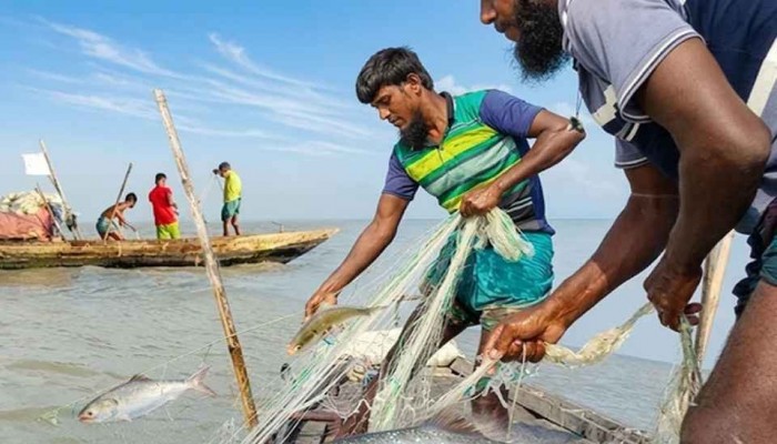 ভোলার নদ-নদীতে কাঙ্খিত ইলিশ পাওয়ায় জেলে পাড়ায় উৎসবের আমেজ