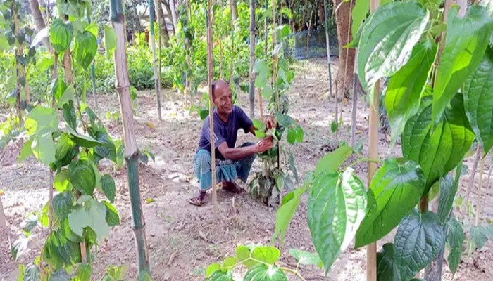 রাজশাহীতে পানের জমিতে চুইঝাল চাষ, সম্ভাবনার নতুন স্বাদ