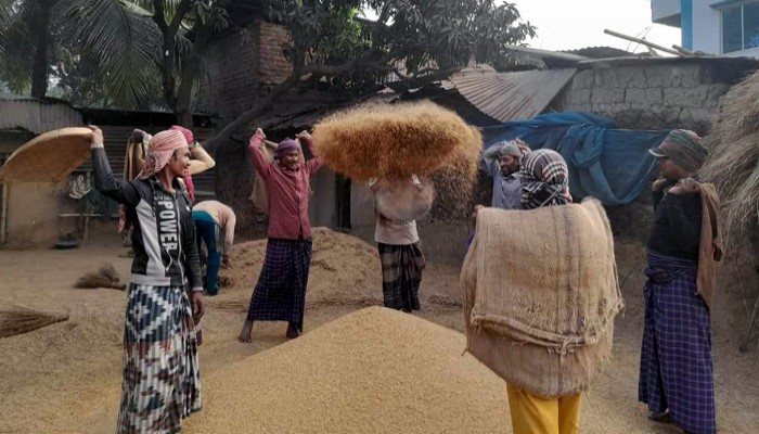 নিয়ামতপুরে ধান বিক্রি করতে না পেরে বিপাকে কৃষক