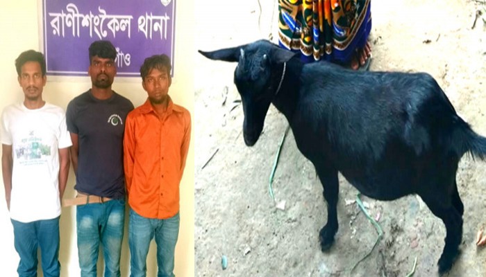 বিধবার ছাগল চুরি হরিপুর থেকে উদ্ধার, গ্রেপ্তার- ৩