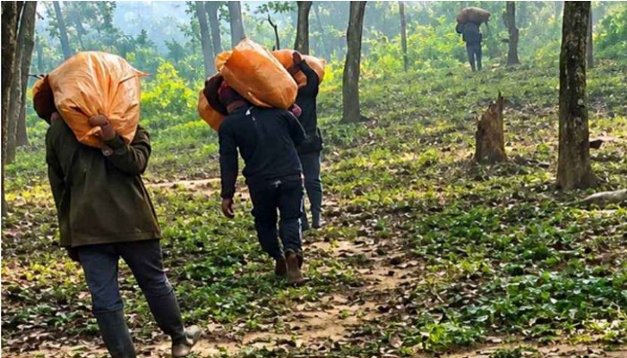 গারো পাহাড়ে মাদক কারবারিদের অভয়ারণ্য, সাংবাদিক ঢুকলেই হত্যার হুমকি