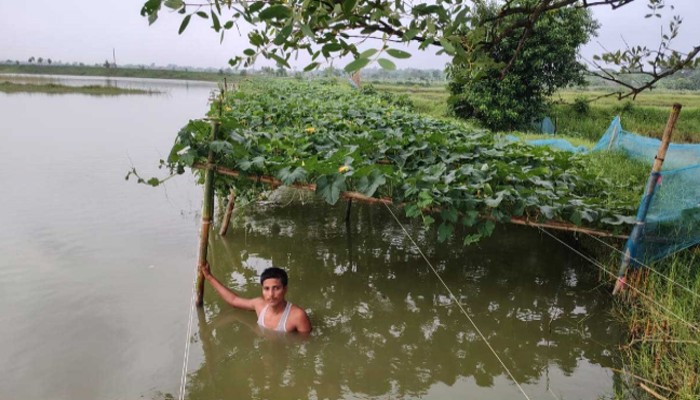 রাতের আঁধারে দুর্বৃত্তরা কেটে দিল ৩০০ কুমড়াগাছ, হতাশায় কৃষকের মাথায় হাত