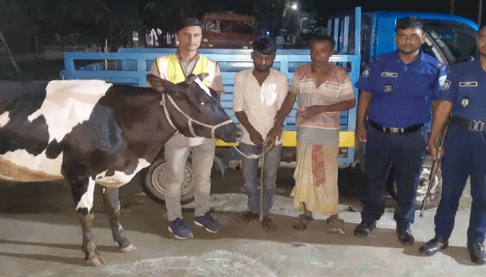 নিয়ামতপুরে আন্ত:জেলা চোর চক্রের  দুই গরুচোর গ্রেপ্তার
