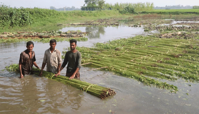 ফুলবাড়ীতে পাটের উৎপাদন ও ভালো দামে খুশি কৃষক