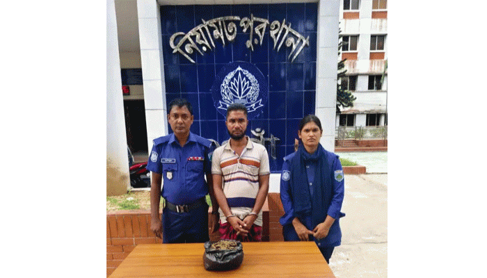 নিয়ামতপুরে ৫০০ গ্রাম গাঁজাসহ মাদক কারবারি গ্রেপ্তার