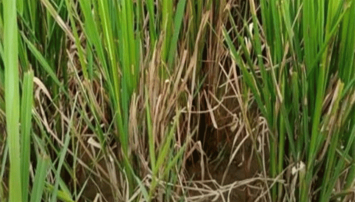 তানোরে আমনখেতে পচন দিশেহারা কৃষক