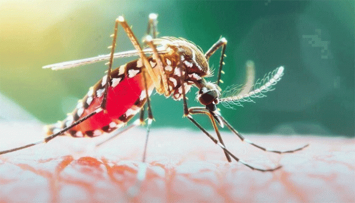 গত ২৪ ঘণ্টায় ডেঙ্গুতে ২ জনের মৃত্যু