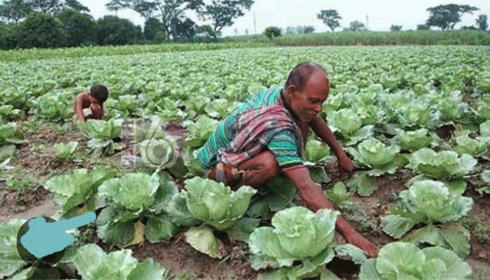 রাজশাহীতে আগাম সবজি চাষে নিরব বিপ্লব