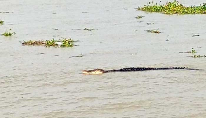 শরণখোলায় কুমিরের হামলায় গাভী আহত