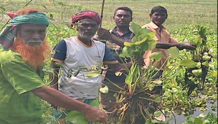 সিংড়ায় ৩০০ একর জমিতে বোরো চাষ অনিশ্চিত